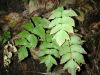 image of Adiantum macrophyllum