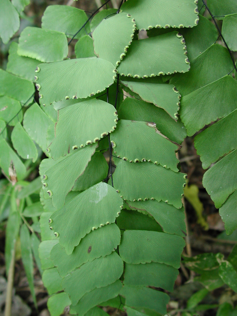 Pteridaceae Adiantum peruvianum