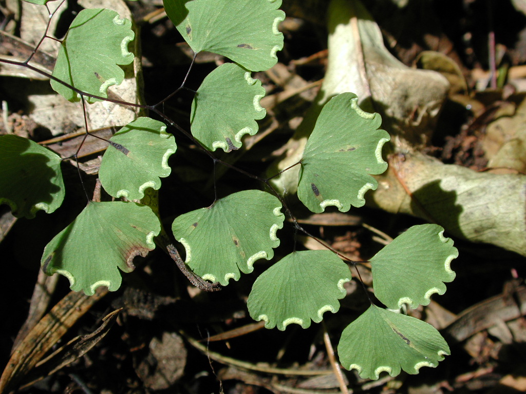 Pteridaceae Adiantum poirtetii