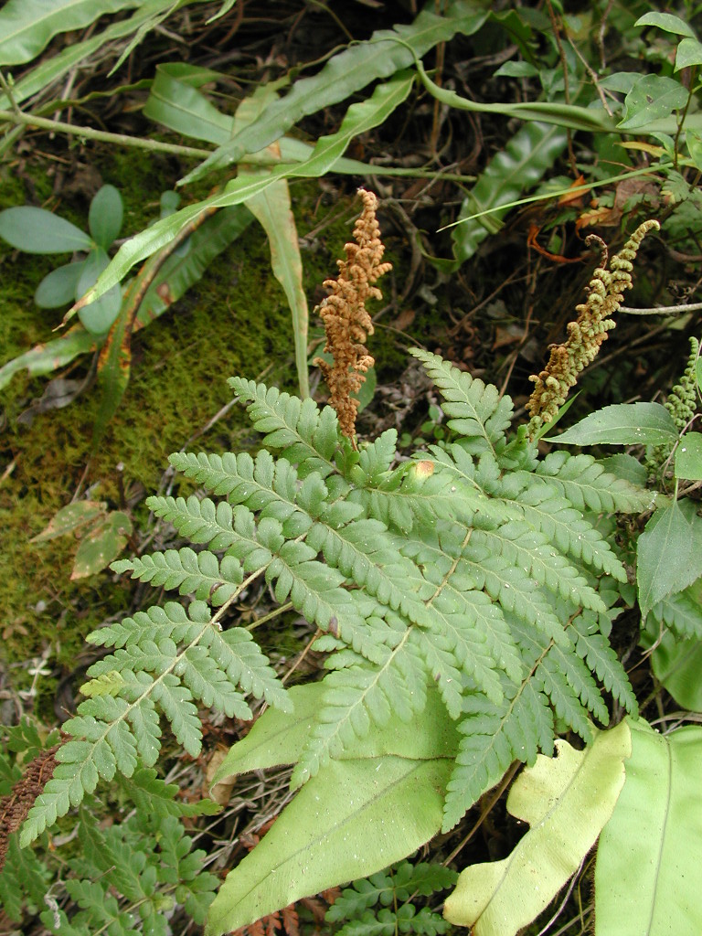 Anemiaceae Anemia flexuosa