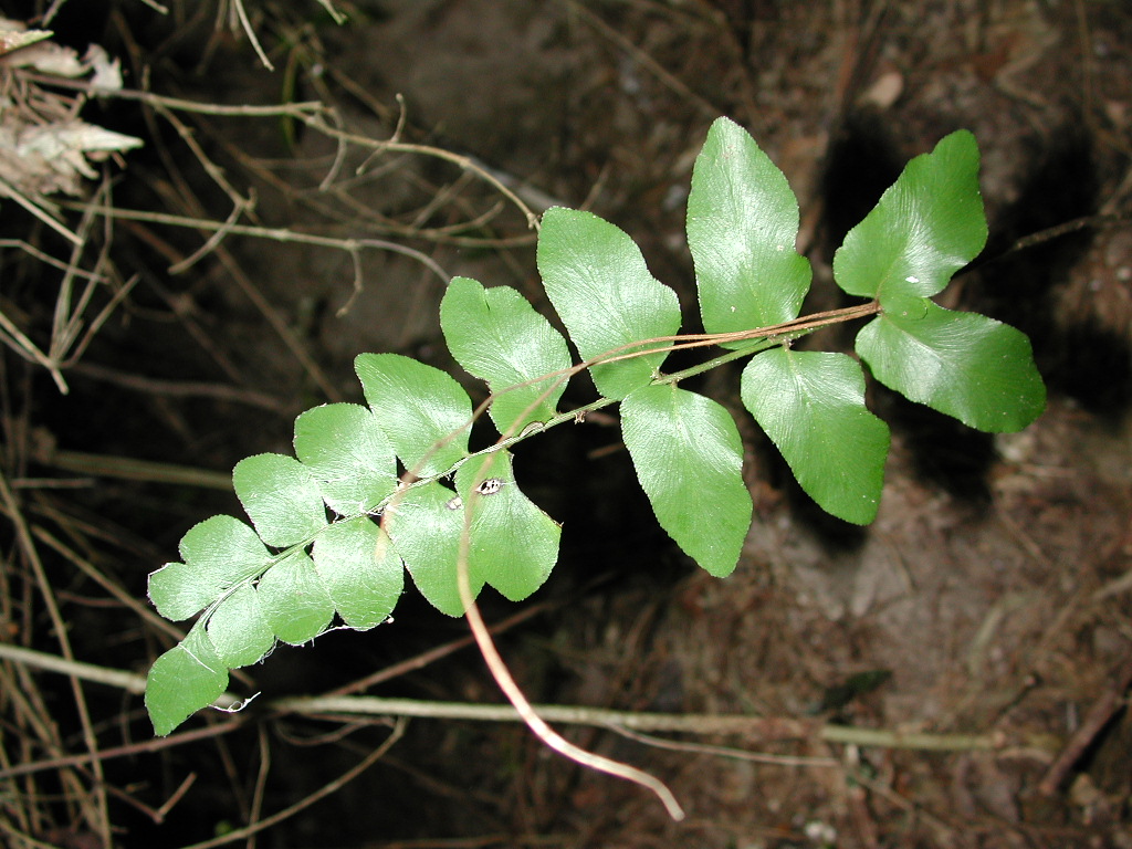 Anemiaceae Anemia herzogii