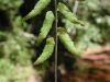 image of Asplenium bangii