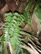 image of Asplenium cuspidatum