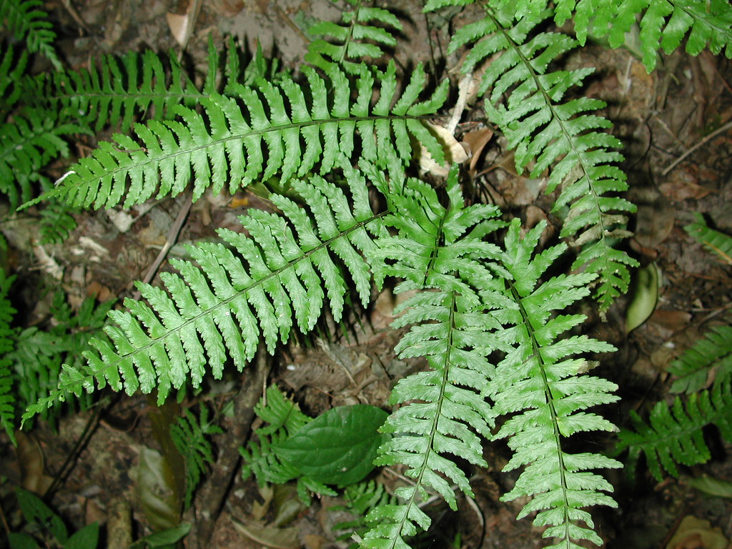 Aspleniaceae Asplenium drepanophyllum