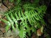 image of Asplenium drepanophyllum