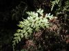 image of Asplenium fragrans