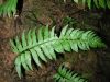 image of Asplenium laetum