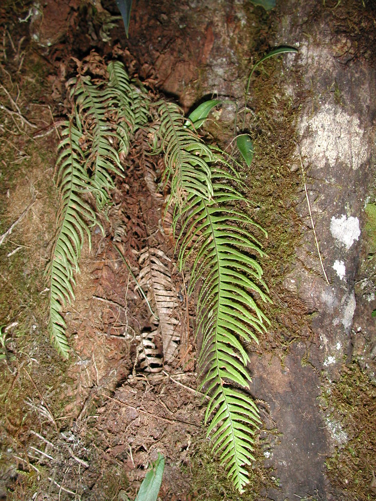 Grammitidaceae Ceradenia clavipila