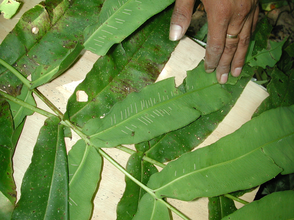 Diplaziopsidaceae Hemidictyum marginatum