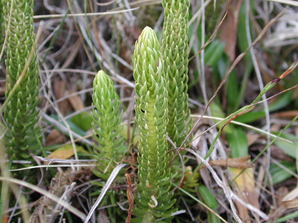 Lycopodiaceae Phlegmariurus talpiphilus