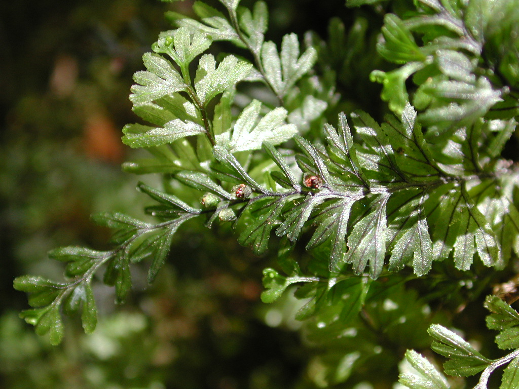 Hymenophyllaceae Hymenophyllum peltatum