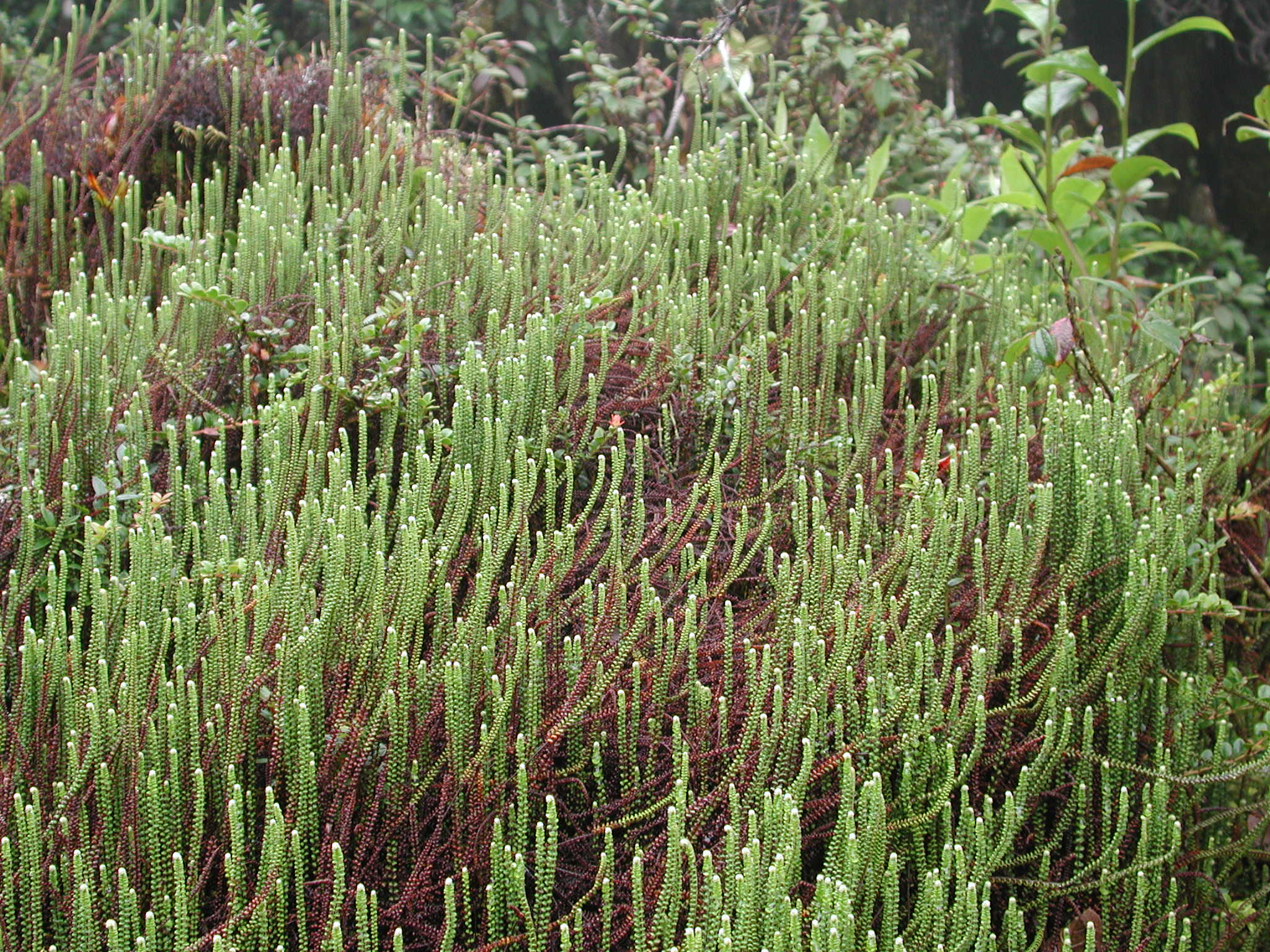 Pteridaceae Jamesonia scalaris