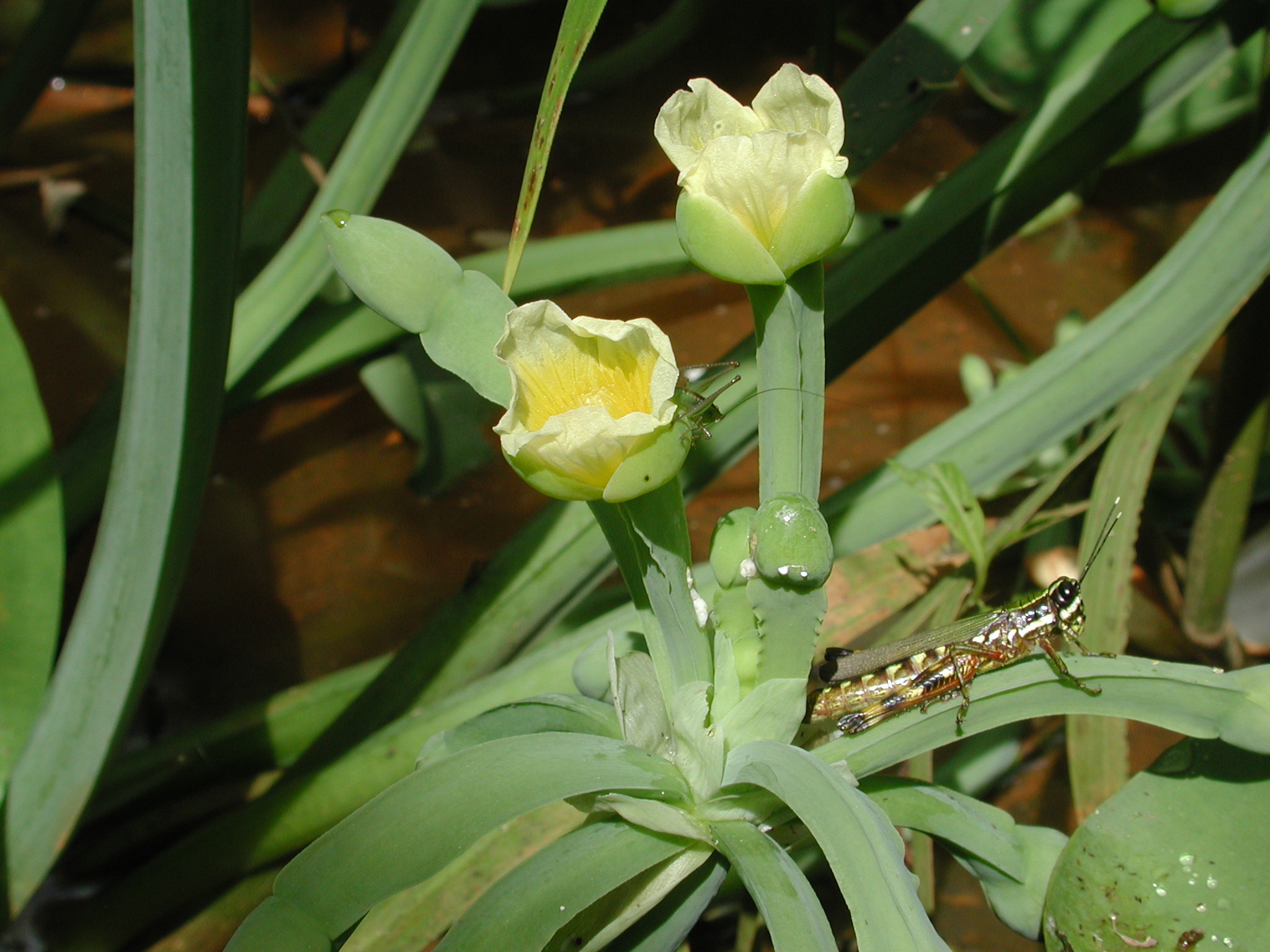 Alismataceae Limnocharis flava