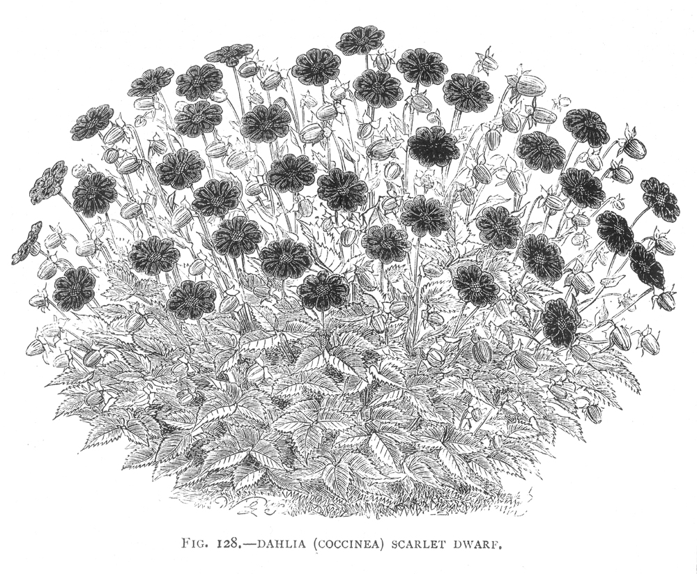 Asteraceae Dahlia coccinea