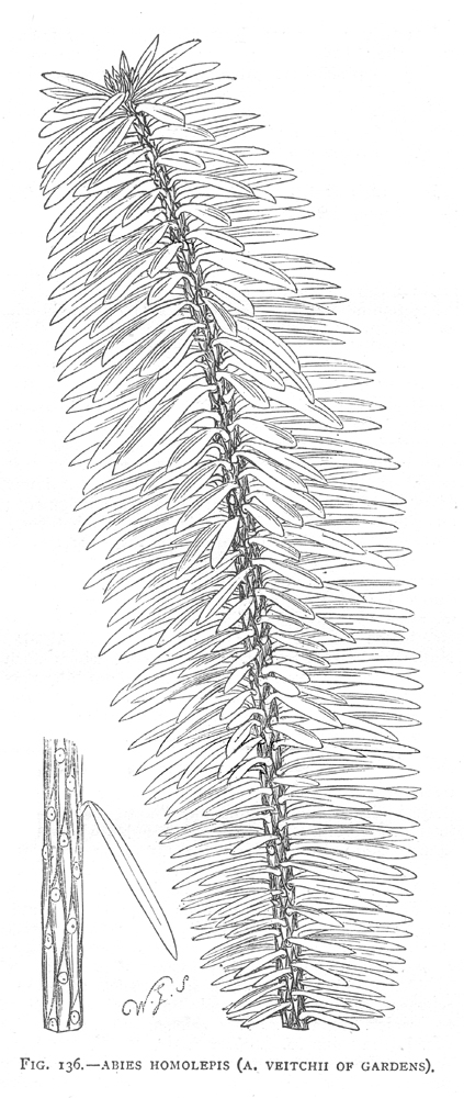 Pinaceae Abies homolepis