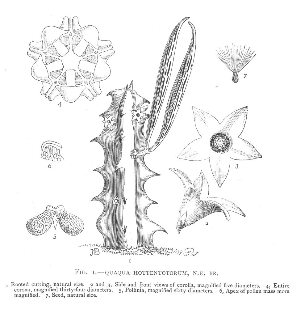 Apocynaceae Quaqua incarnata