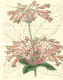 image of Gesneria douglasii