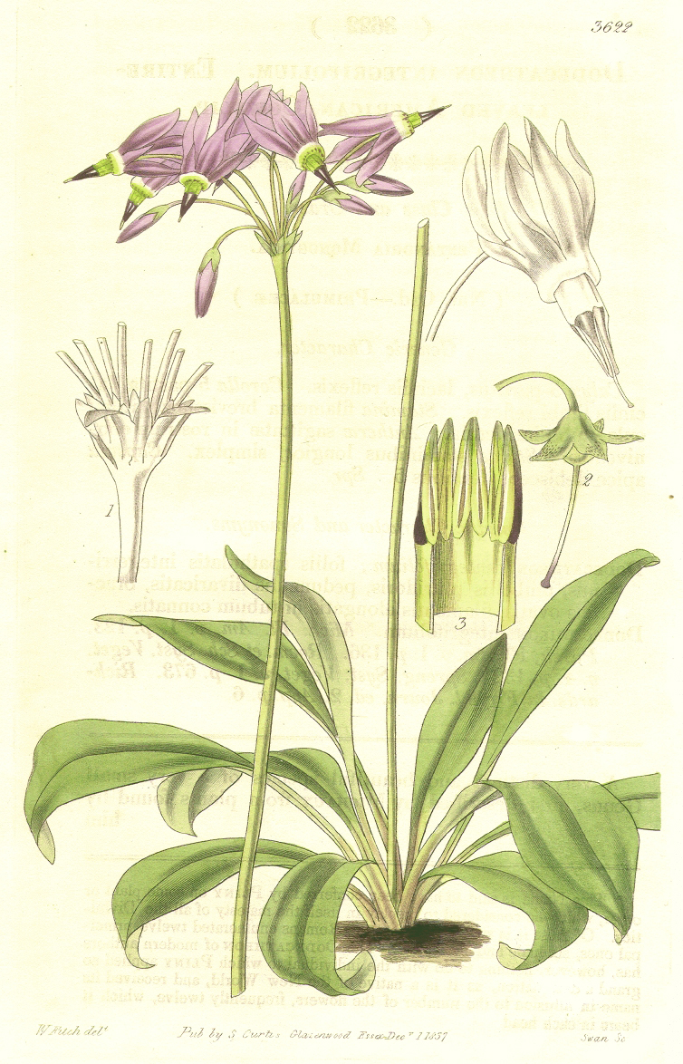 Primulaceae Dodecatheon meadia