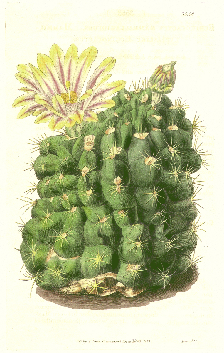 Cactaceae Ferocactus glaucescens