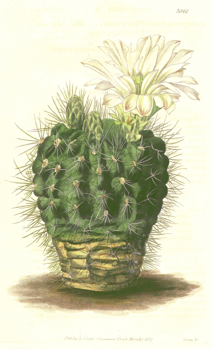 Cactaceae Gymnocalycium gibbosum