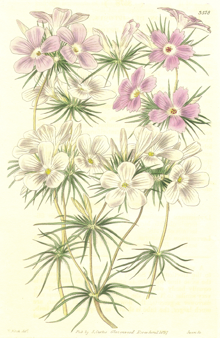 Polemoniaceae Leptosiphon densiflorus