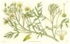 image of Limnanthes douglasii