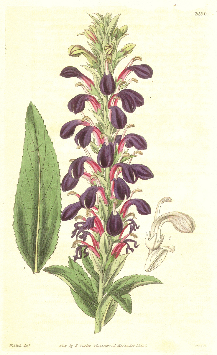 Campanulaceae Lobelia polyphylla