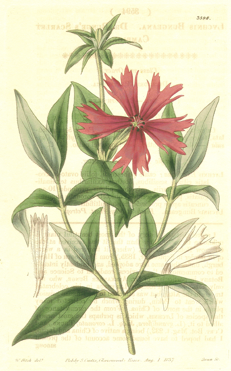 Caryophyllaceae Lychnis senno