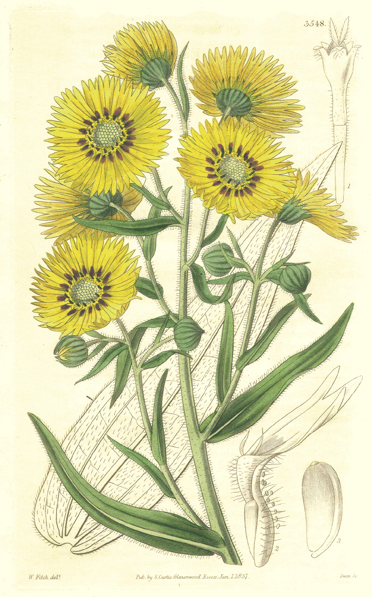 Asteraceae Madia elegans