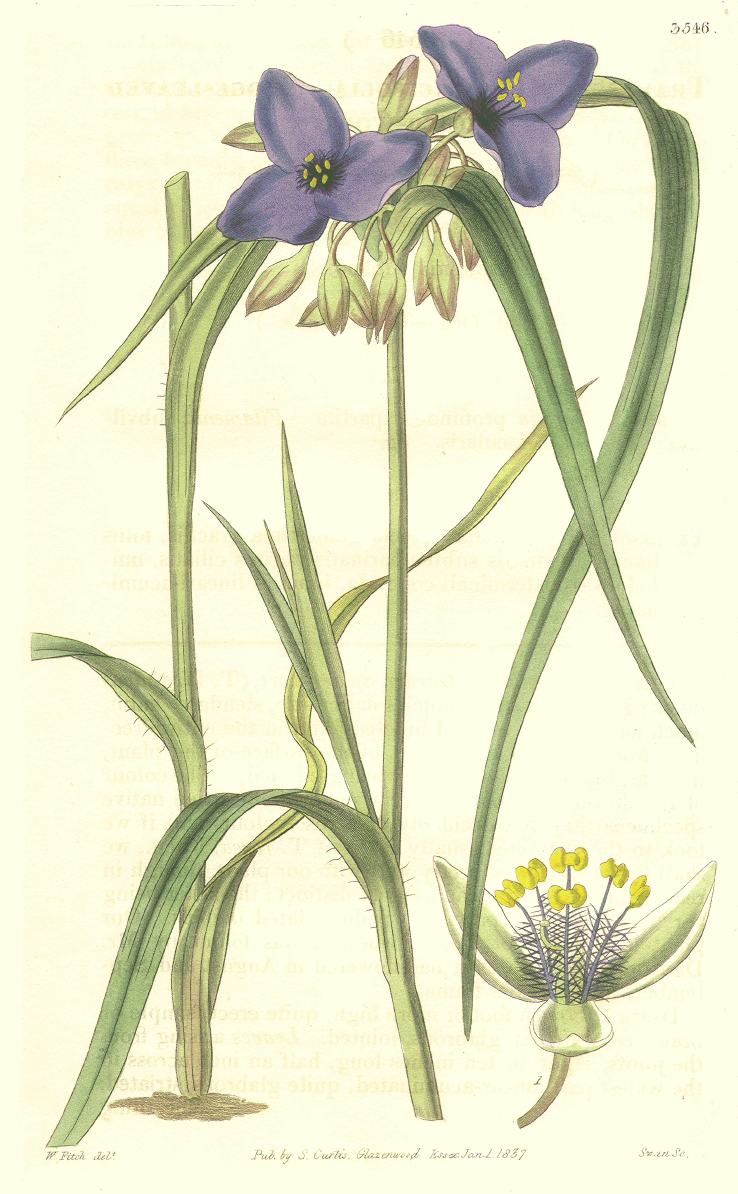 Commelinaceae Tradescantia virginiana