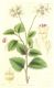 image of Xanthosia rotundifolia