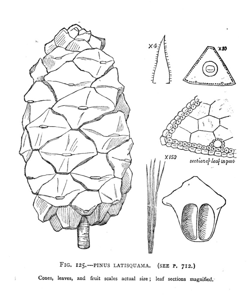 Pinaceae Pinus latisquama