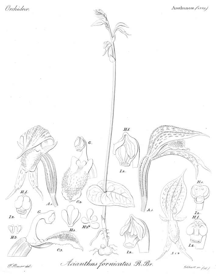Orchidaceae Acianthus fornicatus