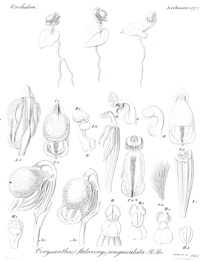 Orchidaceae Anzybas unguiculatus