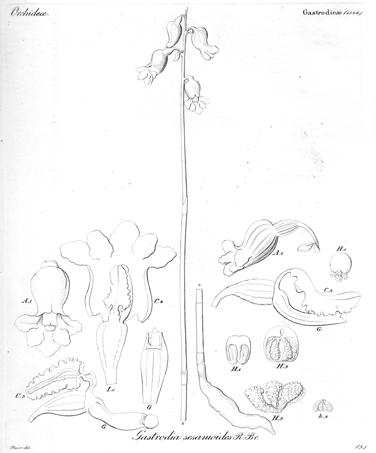 Orchidaceae Gastrodia sesamoides