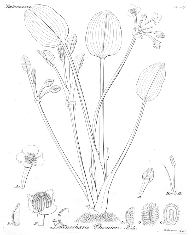 Alismataceae Limnocharis flava