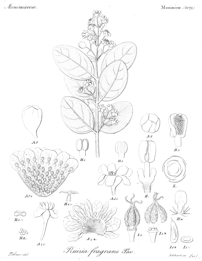 Monimiaceae Peumus boldus