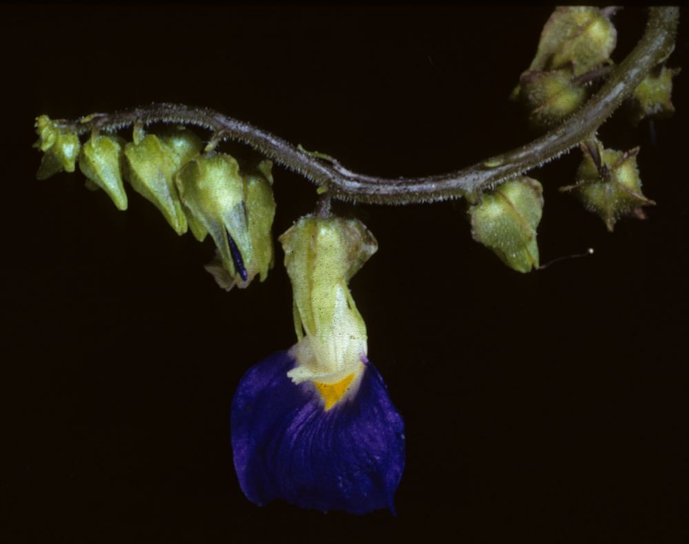 Gesneriaceae Rhynchoglossum notonianum