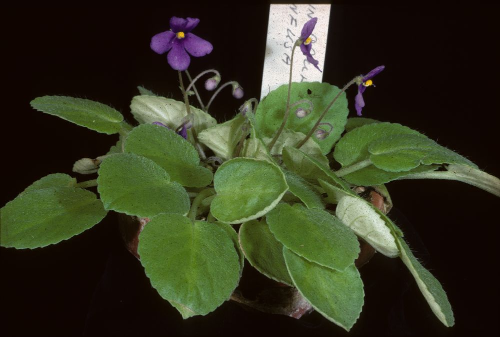 Gesneriaceae Saintpaulia confusa