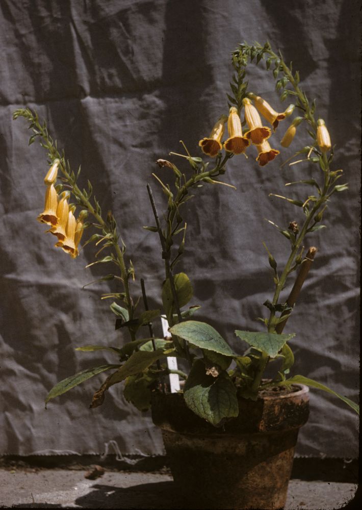 Gesneriaceae Titanotrichum oldhamii