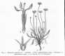image of Brunonia australis