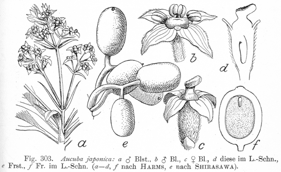 Aucubaceae Aucuba japonica