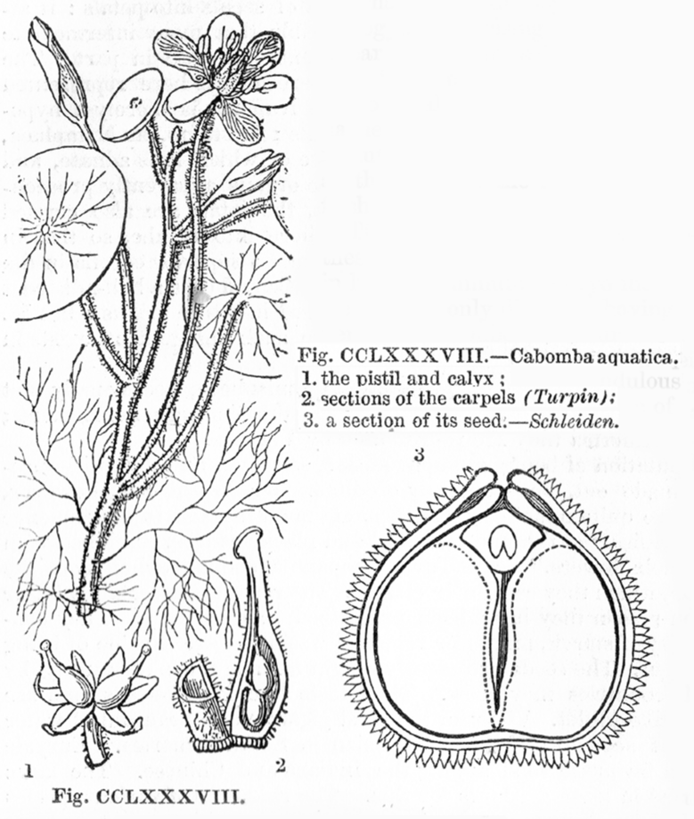 Cabombaceae Cabomba aquatica