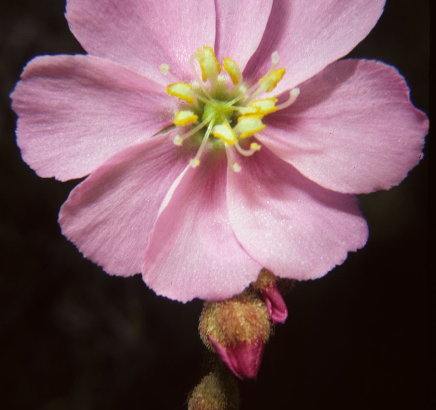 Droseraceae Drosera tracyi