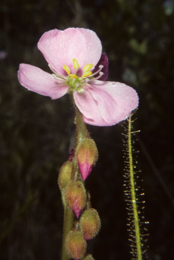 Droseraceae Drosera tracyi