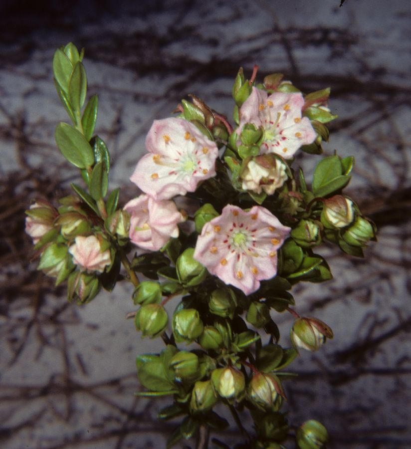 Ericaceae Kalmia 