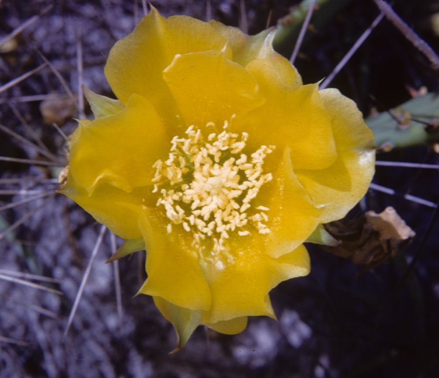 Cactaceae Opuntia austrina