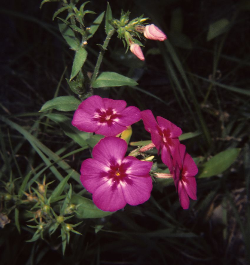 Polemoniaceae Phlox drummondii