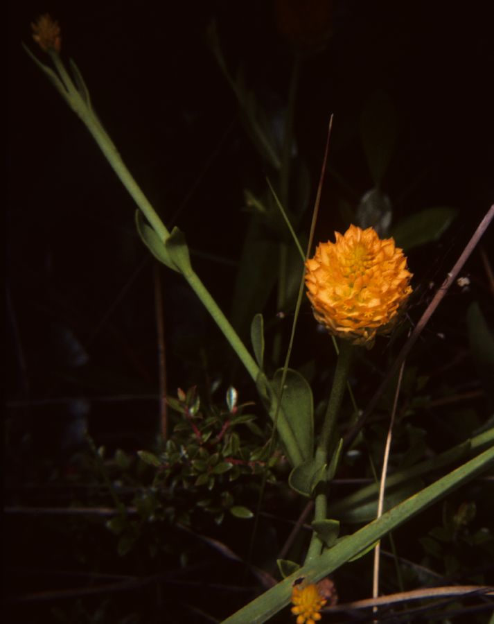 Polygalaceae Polygala lutea