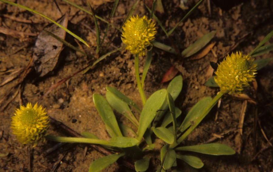 Polygalaceae Polygala nana